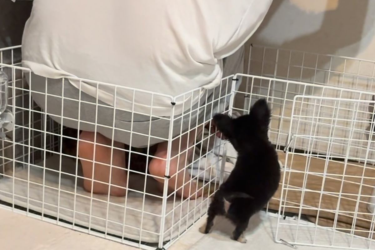 『ペットは絶対に飼わない』と猛反対していたパパ→反対を押し切り、お迎えした結果…嘘のような『現在の行動』が15万再生「可愛すぎｗ」「素敵」