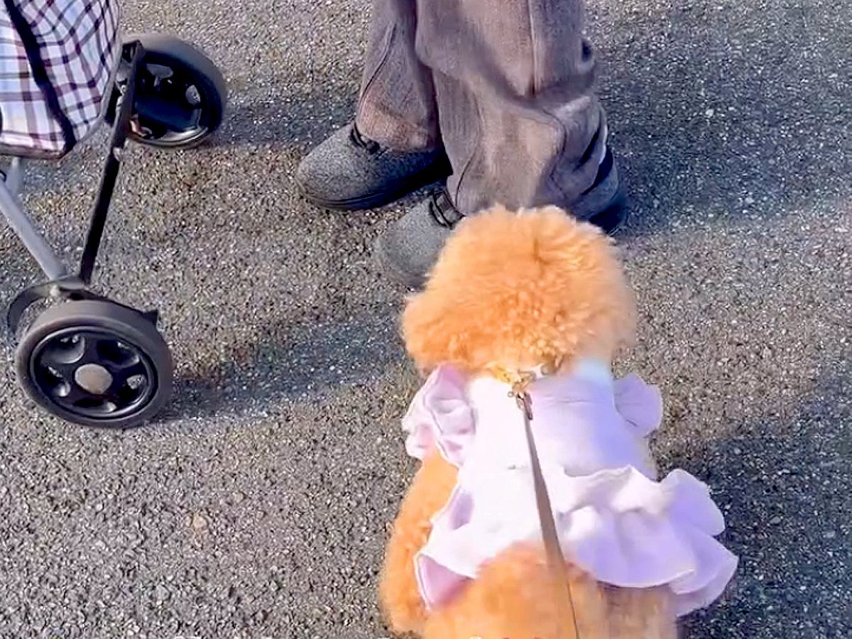 『犬が苦手なおばあちゃん』に近づいた犬→『嫌がられるかな』と思ったら…まさかの展開が45万再生「癒しの力に感動した」「ほっこり」と絶賛