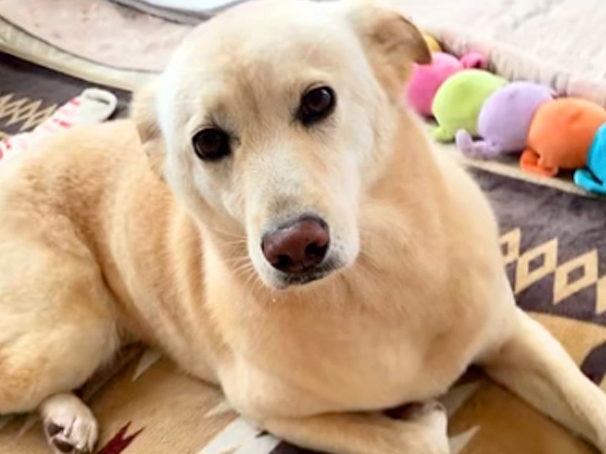 『感情を出すことはない』と言われた保護犬→愛を込めてお世話した結果…同じ犬とは思えない『現在の様子』に感動「気持ち伝わる」「幸せなんだ」
