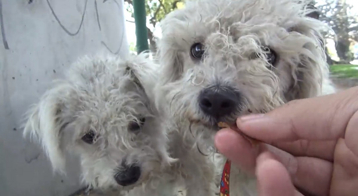 かわいさにノックアウト♡白いもふもふ犬のきょうだいを保護