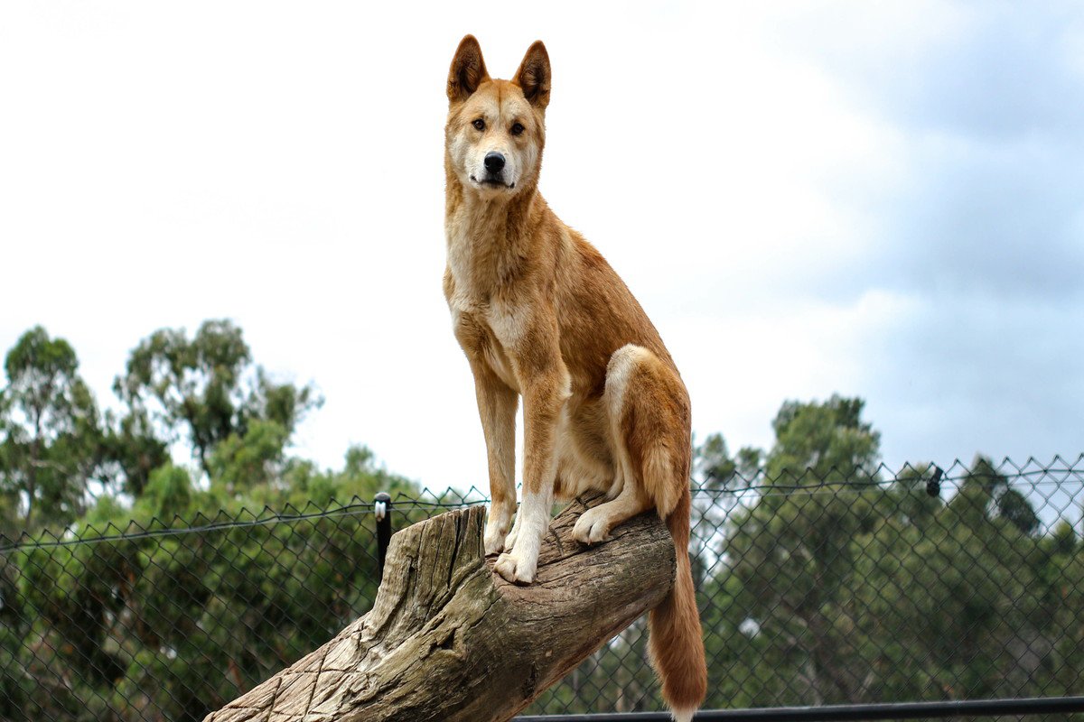 実は『イヌ科』に属している動物7選　犬とは遠い親戚にあたる？意外な関係性とは