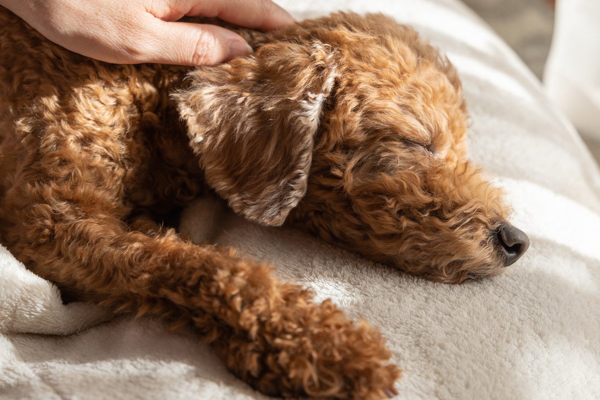 シニア犬の外見を若々しく保つ３つの秘訣　いつまでも元気でいてもらうための暮らし方とは