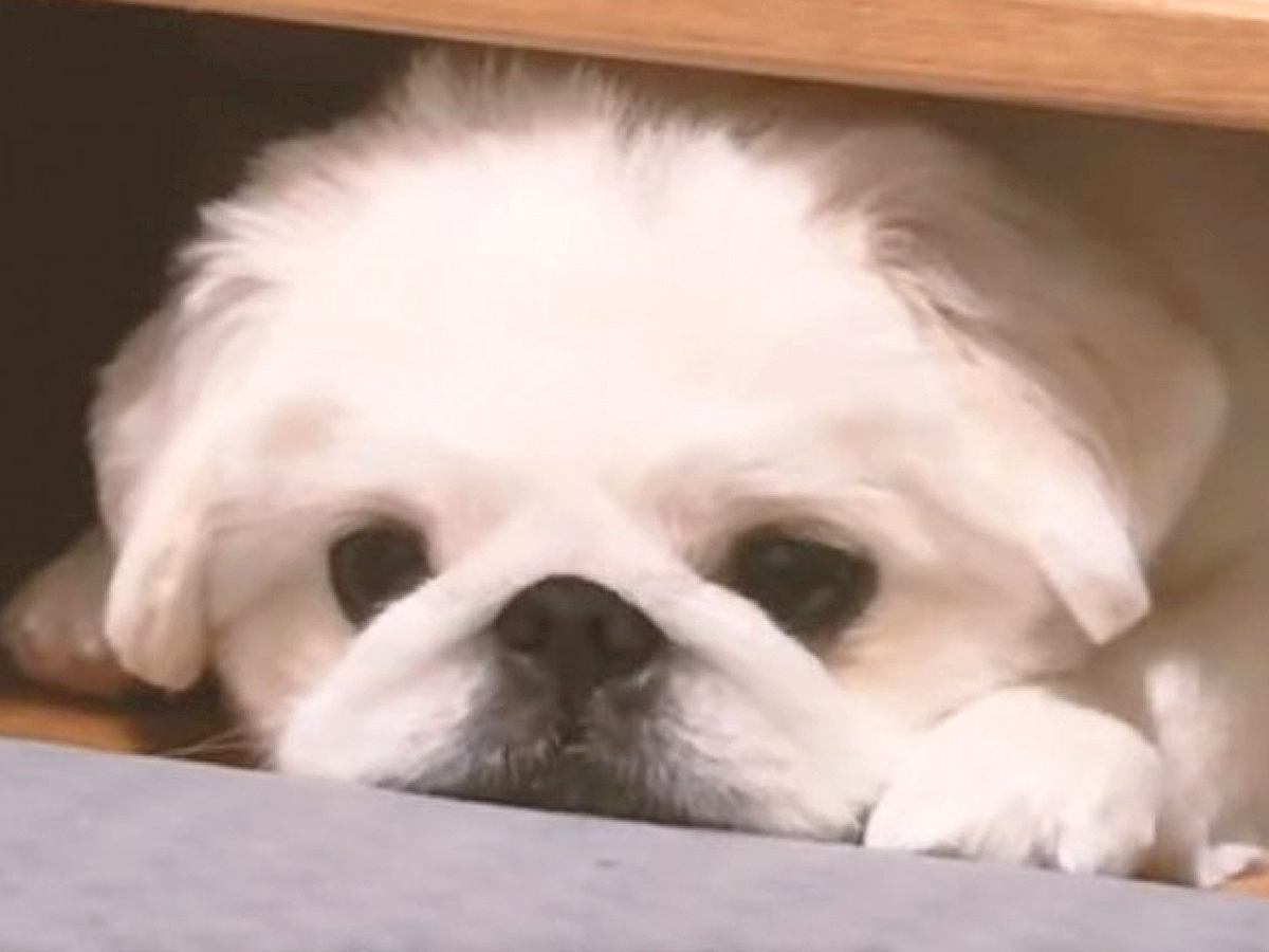 在宅ワーク中に『どうしても構ってもらいたい』と子犬が訴えて…全く仕事がはかどらない『尊すぎる日常』が5万再生「拗ねてる」「めちゃ可愛い」
