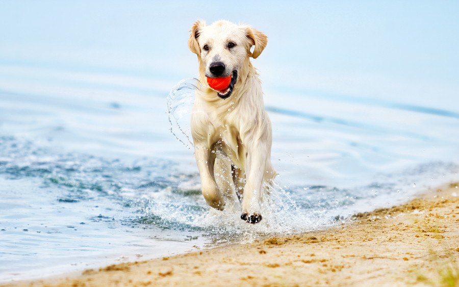 大型犬を飼うメリット・デメリット