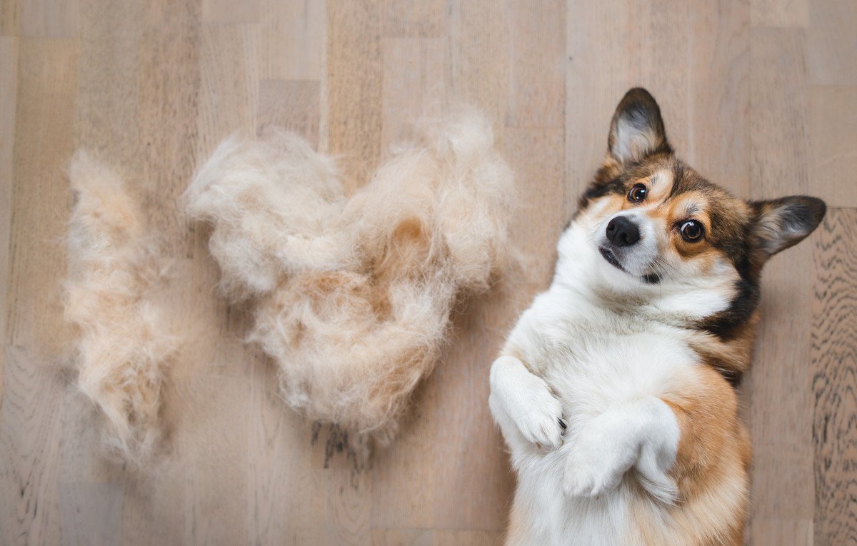 犬の換毛期がやってくる！毛球症を防ぐために日頃から意識すべき4つのケアとコツを徹底解説