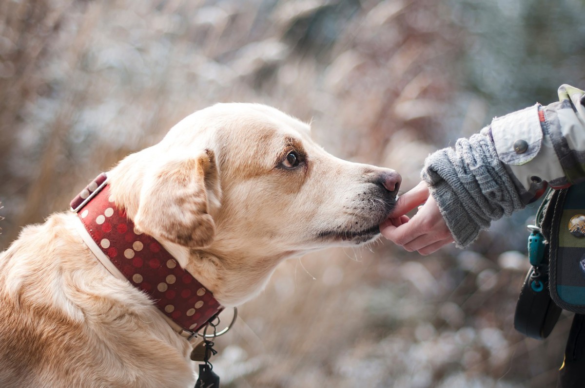 犬の社会化は「犬同士」と「犬と人」のバランスが大切！