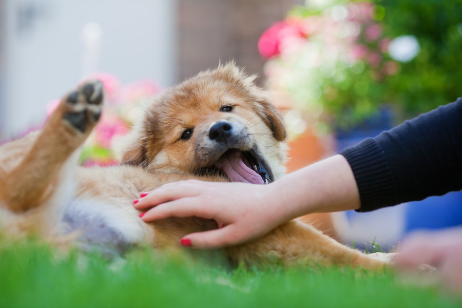 犬のお腹や脇腹を撫でると足をばたつかせる理由