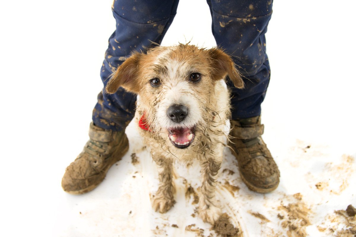 犬が飼い主に思っている『許してほしいこと』４つ