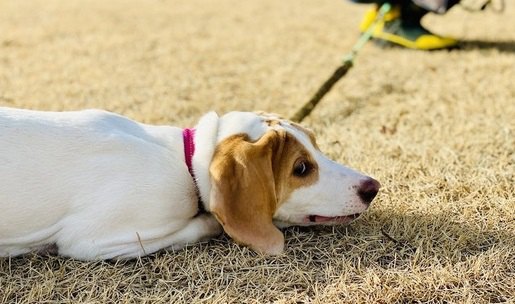 犬が『仮病』を使っている時にする仕草や態度３選