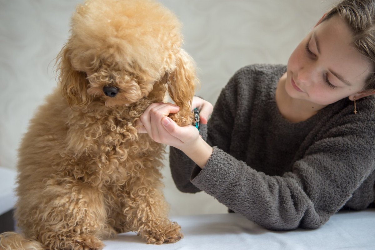 犬の足の裏の毛をカットする方法！コツや嫌がる時の対処法を解説