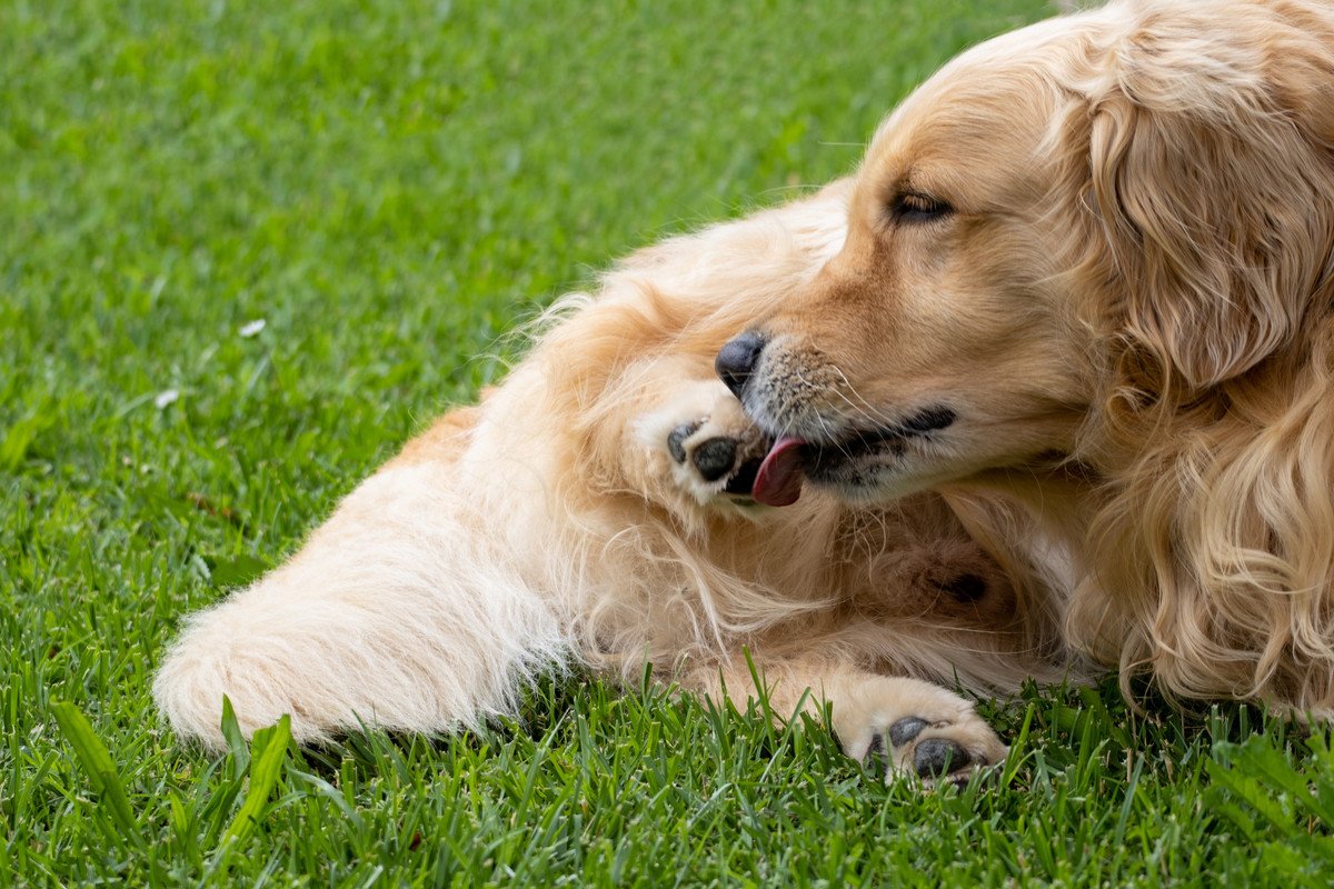 犬が自分の体をペロペロ舐める心理６つ　どんな理由があるの？病気の可能性まで解説