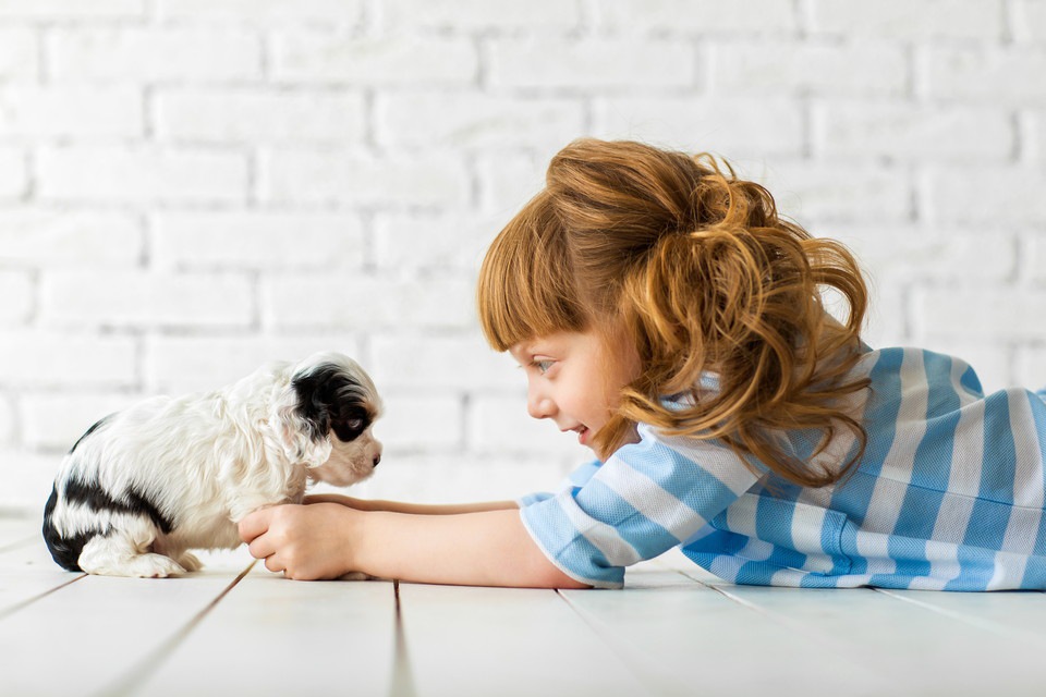 犬に「与えるべきストレス」と「与えてはいけないストレス」