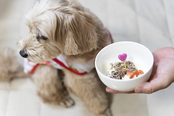 犬が朝ごはんを食べない理由は？食べてもらうための対策や注意点