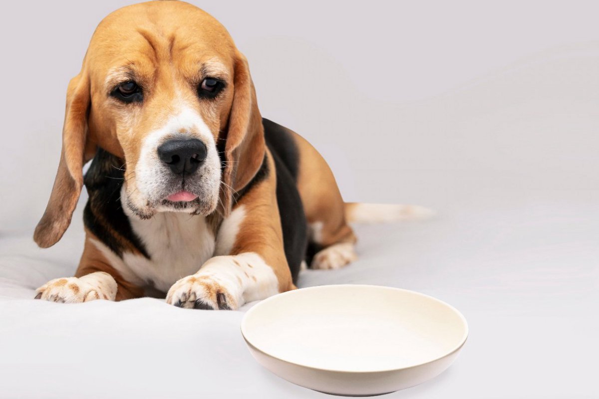 愛犬が病気になっているときに与えてはいけない『ご飯』5選　ダメな食材とその理由、おすすめの食べ物とは？