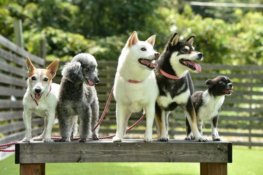 犬に芸は教えるべき？メリットやNG行為について解説