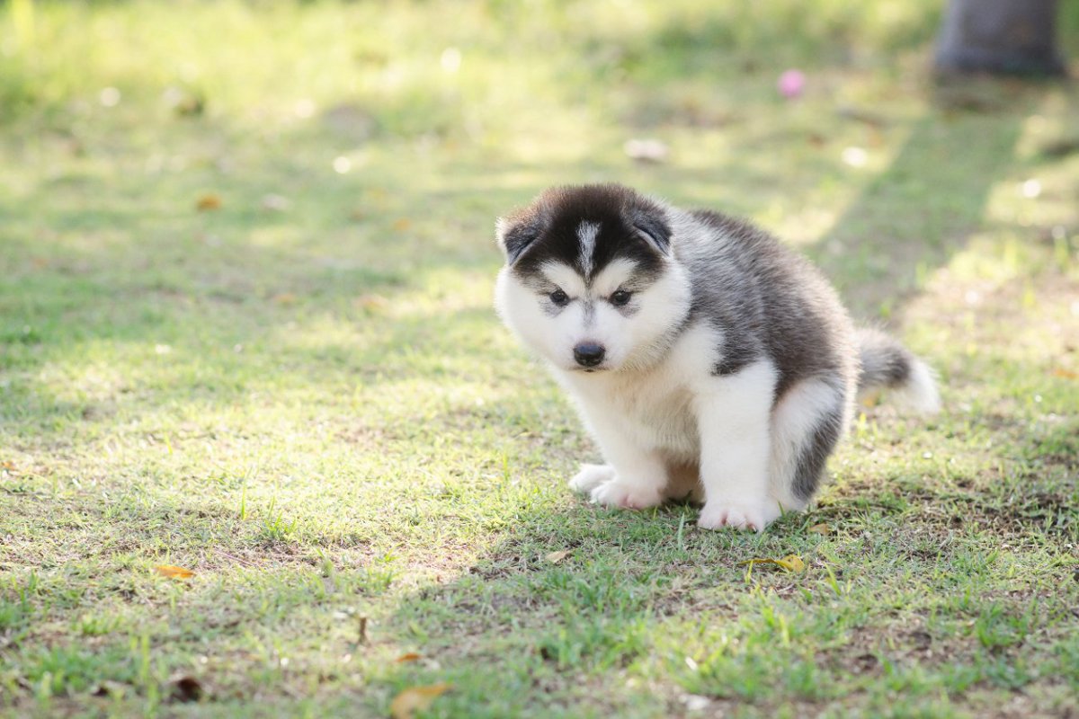 犬がトイレ前に「くるくる」回る行動について徹底分析！その意味とは？