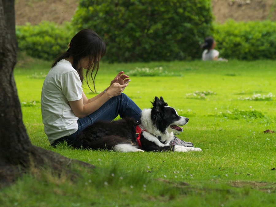 犬との散歩でトラブルを起こさないためのマナー5つ