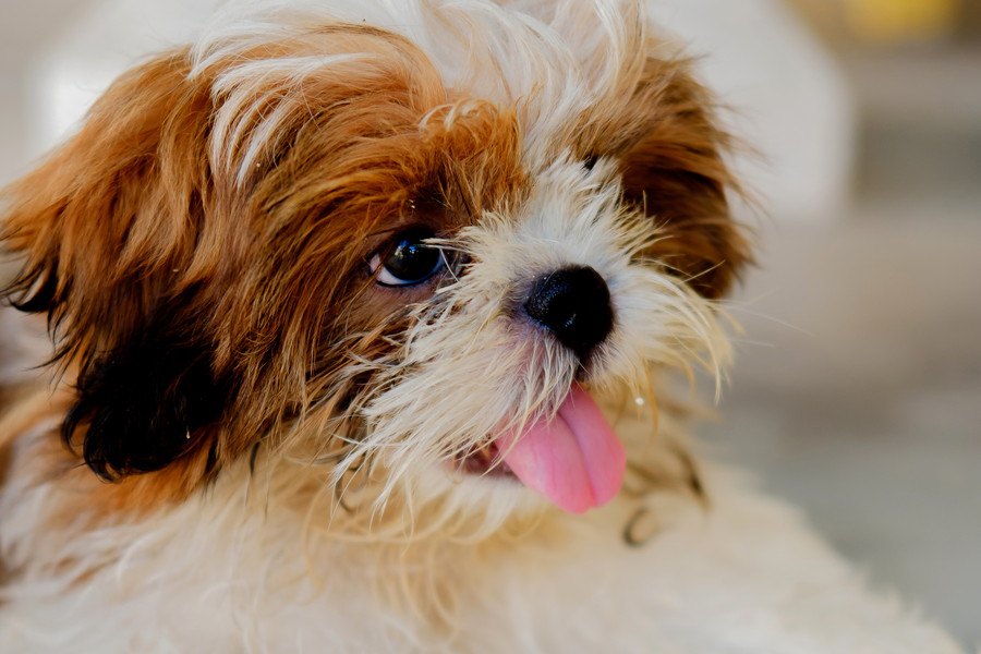 犬がおしっこした後によくやる４つの行動