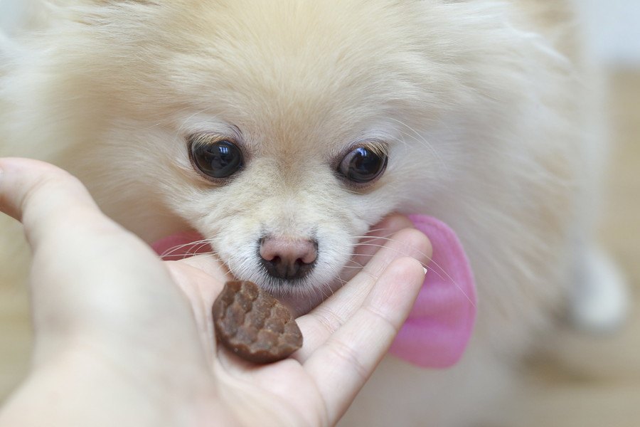 犬におやつを使って上手に躾よう！教え方からおやつの量、やりたい工夫まで