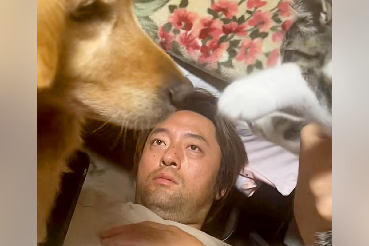 パパの上でじゃれあう『子猫と大型犬』→ガン見していたら、ワンコが…予想外だった展開が41万再生「おもろすぎｗｗ」「みんな可愛い」と爆笑