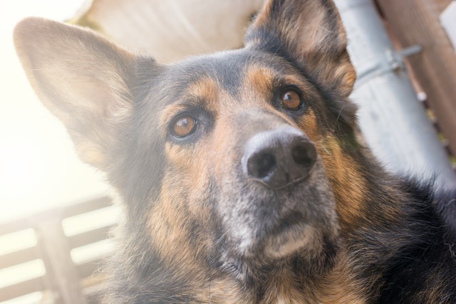 犬は地震を予測できるのか？