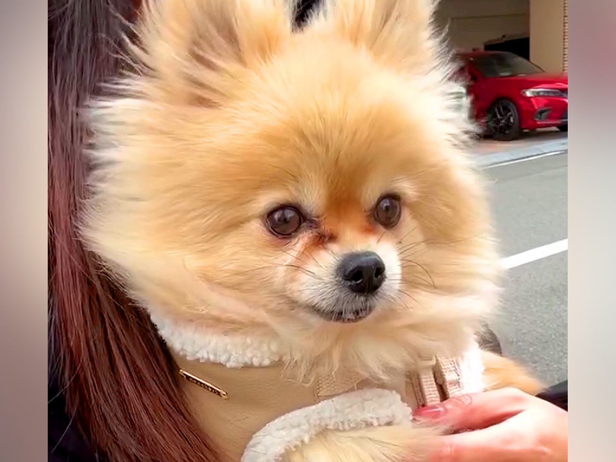 元繁殖犬を病院へ連れて行った結果→声帯を切られていて…非情すぎる現実と飼い主が綴る想いが19万再生「胸が苦しい」「幸せになってよかった」