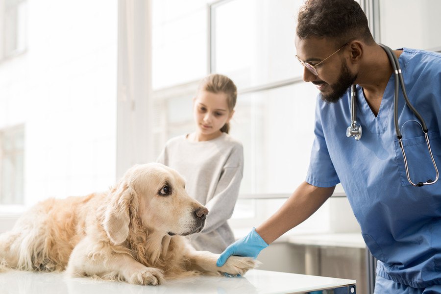 犬を病気にさせてしまう飼い主のNG生活習慣４つ