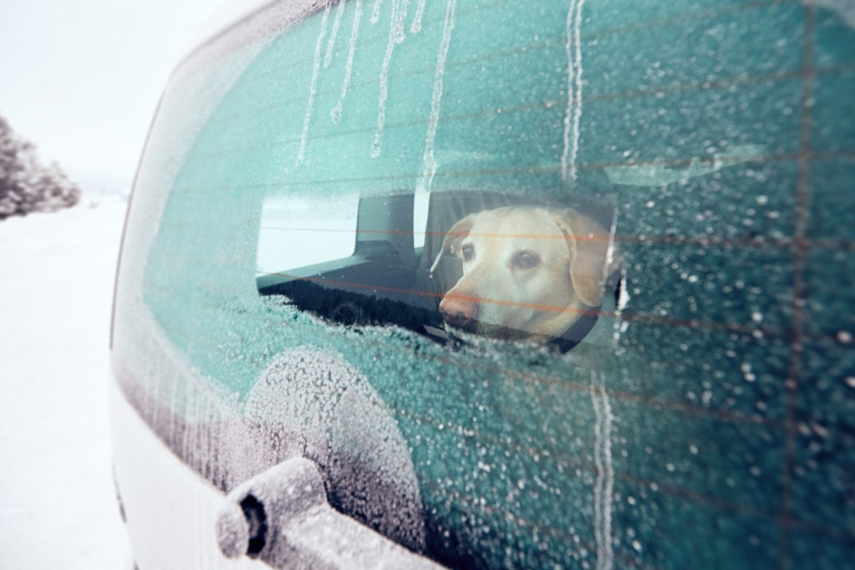 冬なら犬を車で留守番させても大丈夫？主なデメリットやリスクを解説