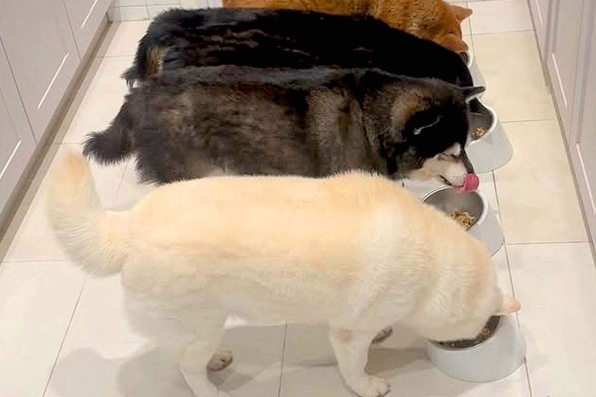 朝、並んでご飯を食べる4匹の犬→下を見ると『亀』も混ざって…まるで『自分も犬』と思っているような光景が54万再生「途中まで気付かんかったｗ」
