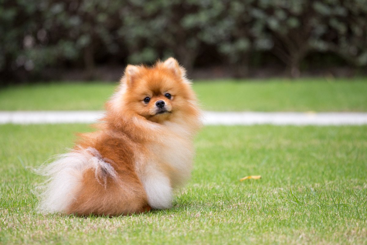 犬にまつわる『4つの雑学』　今すぐ誰かに話したくなる驚きの能力や意外と知られていない知識まで