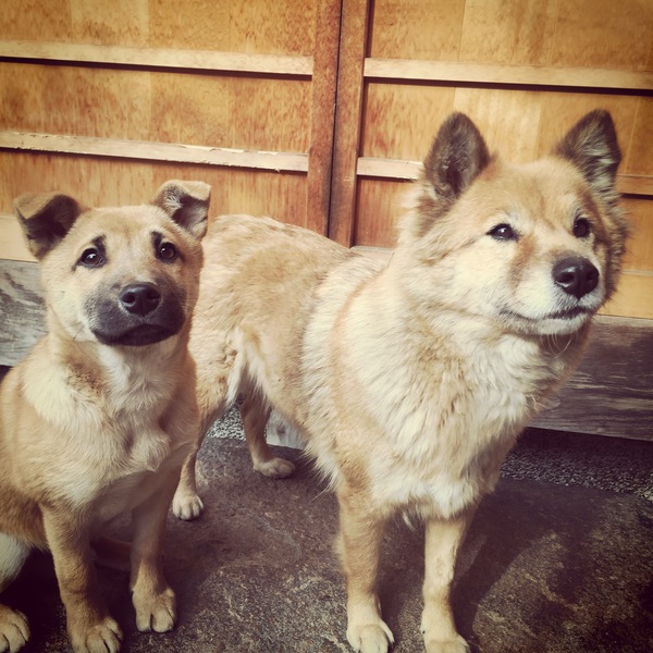 犬が人を噛む理由とやめさせる方法