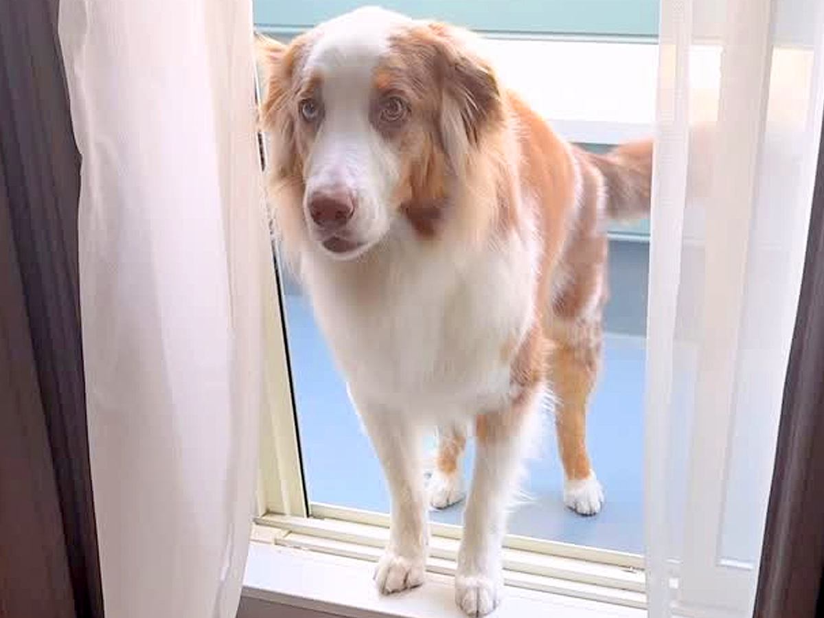窓は開いているのにベランダから戻れなくて困っている犬→『律儀すぎる理由』と尊い光景が34万再生「優しい」「ちゃんと距離感わかってる」