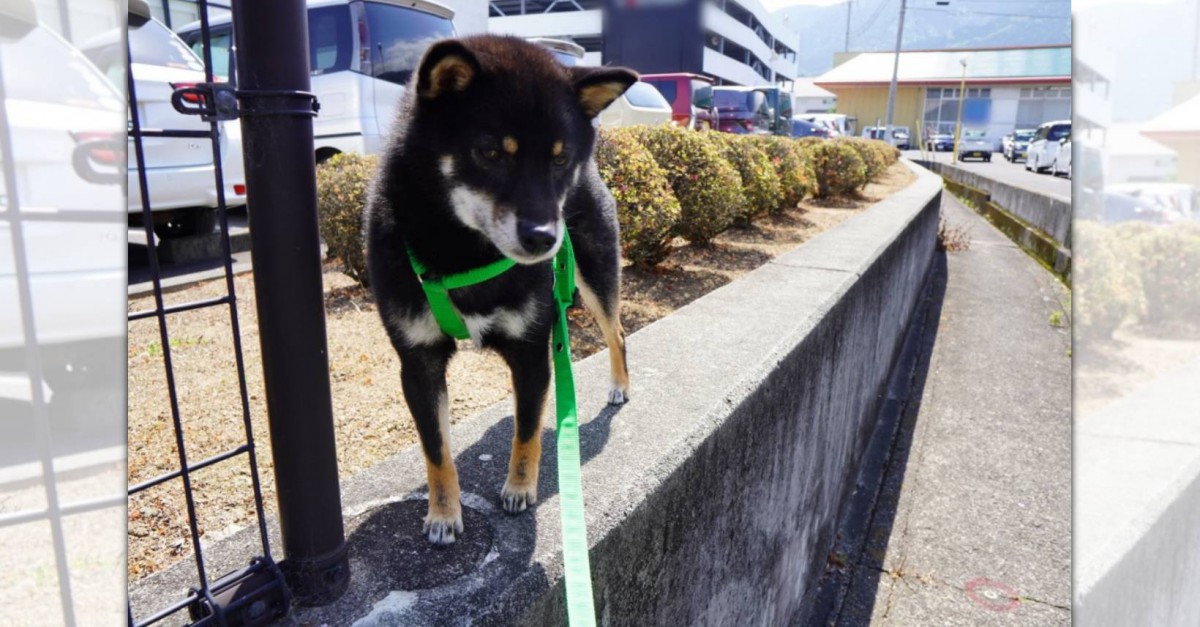 降りられない…！？段差の高さに戸惑う柴犬さんが可愛いと話題♡