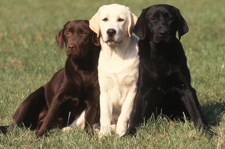 躾のヒントも！犬の社会的本能について