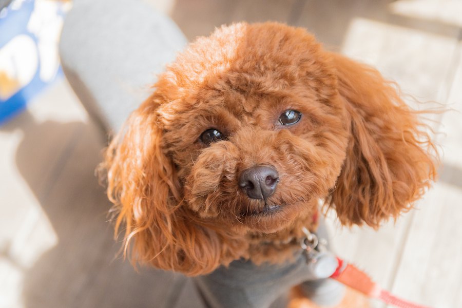 犬に必ずするべき『しつけ』４選！なぜ重要なの？やらないとどうなる？