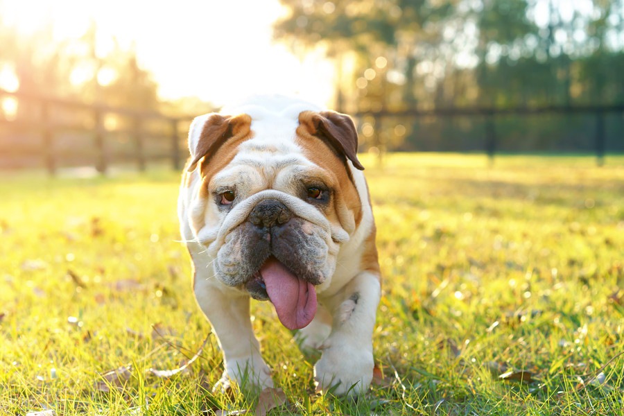 犬にとって危険なのは「夏」と「冬」どっち？