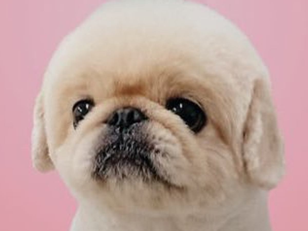 ChatGPTが犬を擬人化→『絶対に声小さいだろうな…』なぜか憎めない"AIの出力結果"に1万いいね集まる「再現度高い」「困り顔最高ｗ」