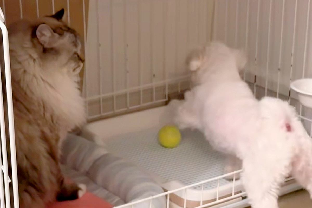 猫の近くに『犬のボールが転がってしまった』結果→返してもらおうとした、次の瞬間…『理不尽過ぎる光景』に反響「へっぴり腰で草」「猫様ｗ」