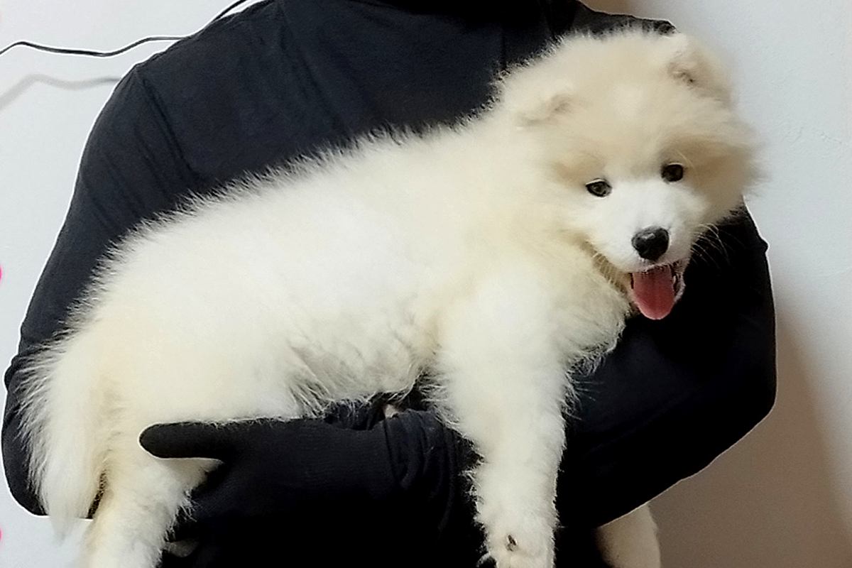軽々と抱っこできた『体重4キロの子犬』→1年後、同じように撮影した結果…『約5倍に成長した現在』に1万いいね「こんなに成長する？」と驚き