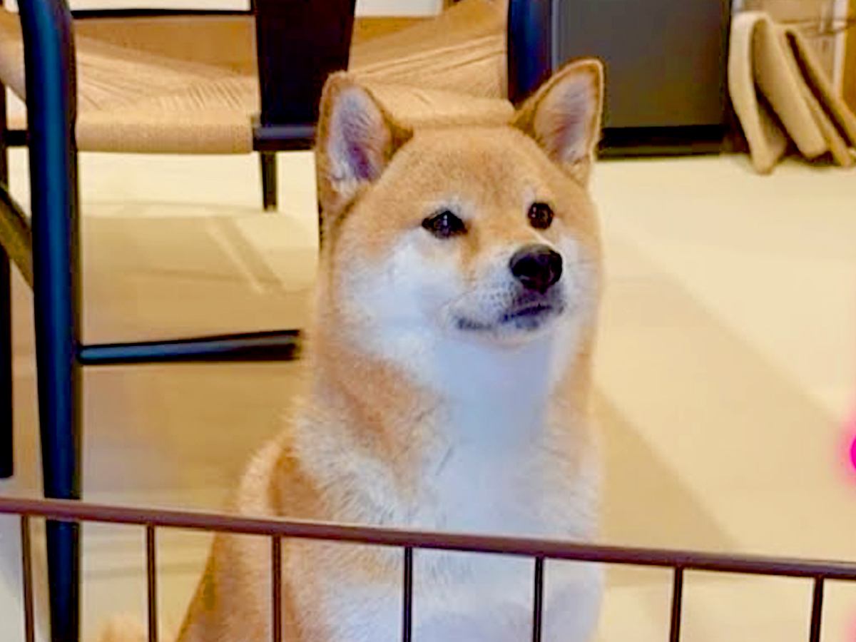 ワガママばかり言う犬が『いつもは優しいママに叱られた』結果…ちょっとだけ反省する光景が7万再生「パパとの差ｗ」「お利口すぎ」と絶賛の声