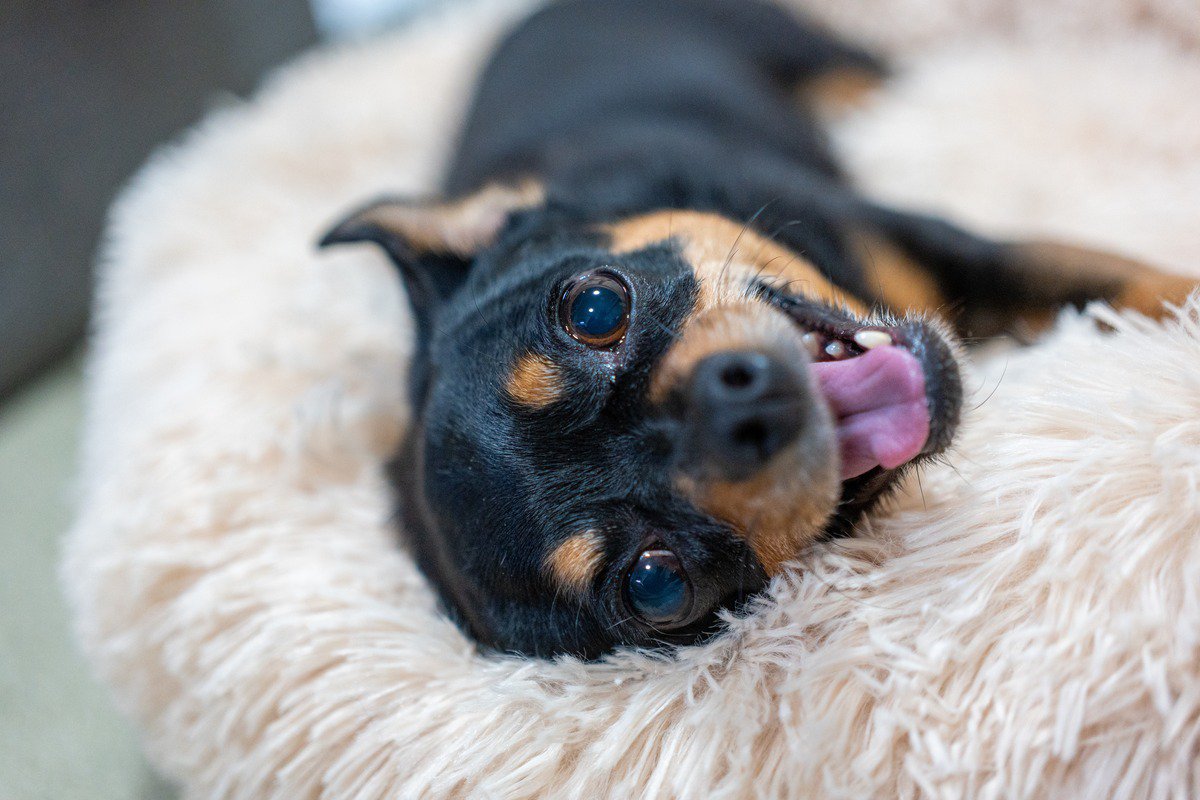 犬が飼い主に『要求している』サイン5選　主張が激しい場合の対処法や注意点まで解説