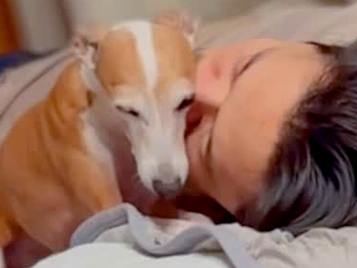 パパが寝ている布団にきた犬→『両ほっぺにチューをしてほしい』と要求してきて…『まさかの結末』に反響「最後笑った」「かわいすぎてニヤけた」