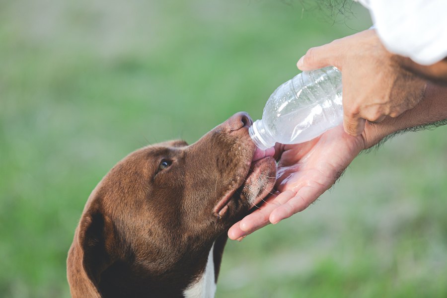 犬に与えてはいけない『水』５選！実はこんな水がNGだった！