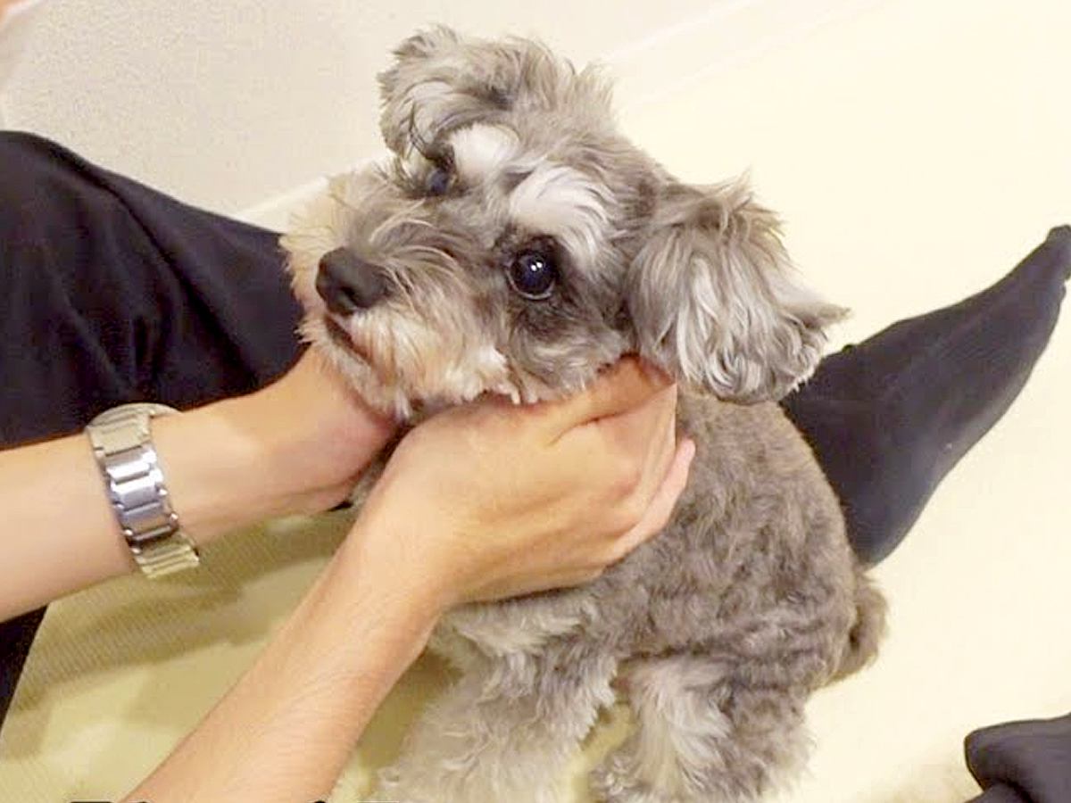 実家にいたパパが４日ぶりに帰宅→犬が待ち構えていて…涙が出るほど愛おしい『熱烈大歓迎』に反響「スキンシップ長くて可愛い」「嬉しいね」