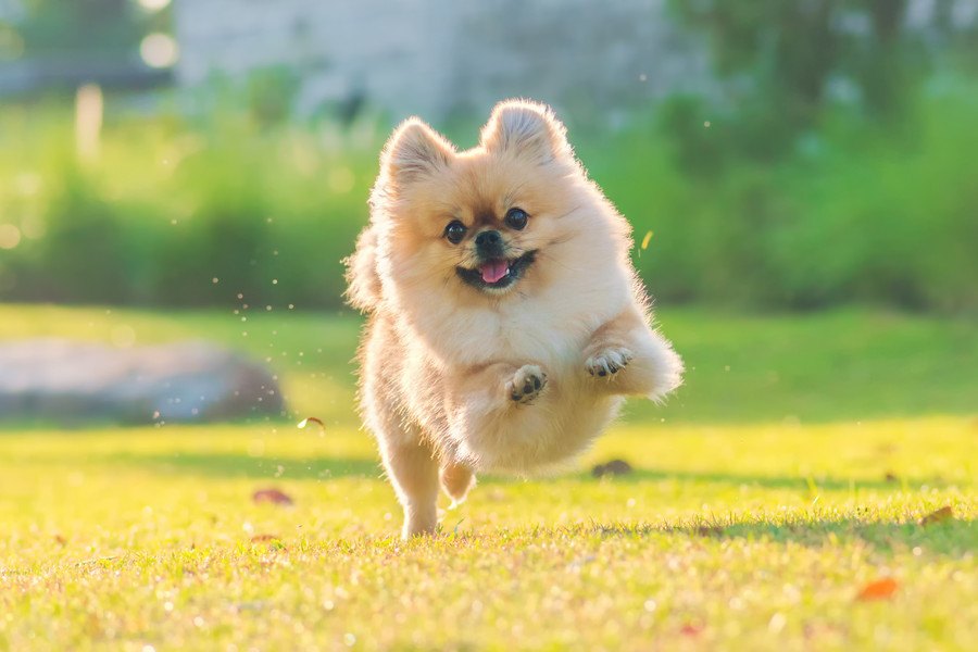 犬が狂ったように走り出すときの心理３つ