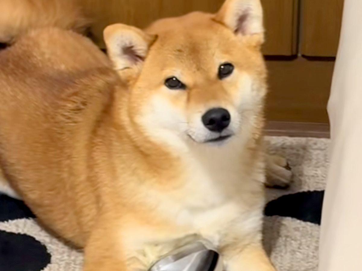 犬から少し目を離したら、母のマッサージ器で…まさかの『完璧に使いこなす光景』が106万再生の反響「うますぎｗ」「美意識高め」と爆笑