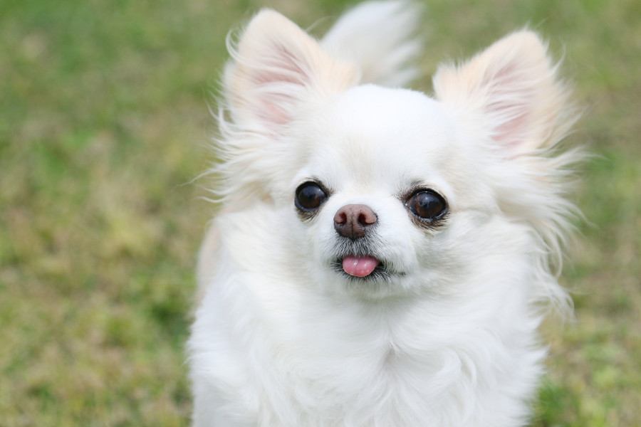 犬にも『恋愛感情』があるの？他の犬や人間に恋をする？好きな相手にみせる行動とは