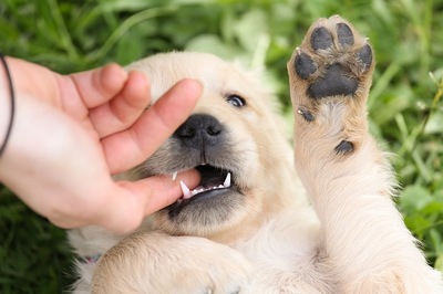 子犬を迎えた時にするべき５つの健康チェック