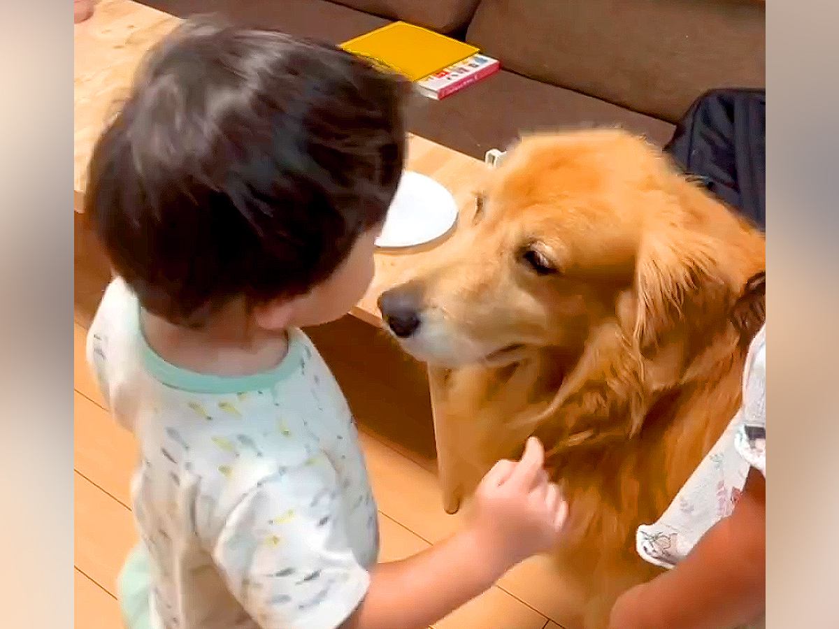 小さな男の子が大型犬に食べ物を取られて反撃したら…叱られてしまった後の『尊い仲直りの仕方』が10万再生「最強にカワイイ」「憧れる」と悶絶