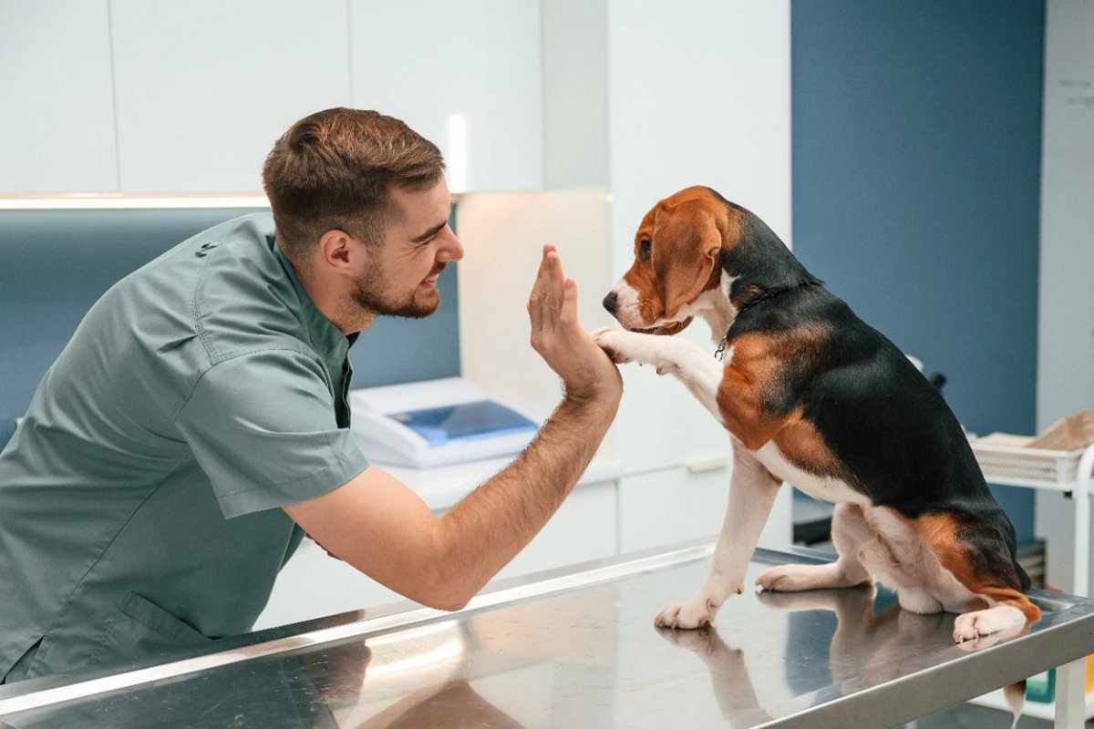 犬の心臓病の診断に、ある種の血液検査は不十分であるという研究結果